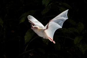Anoura geoffroyi (albino) in flight by Miranda Collett                      