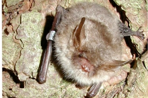 Natterer's Bat by John Altringham                          