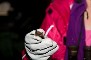Pipistrelle - with Jane                                          